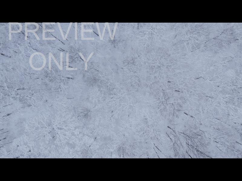 WINTER WOODS TREE TOPS STILL