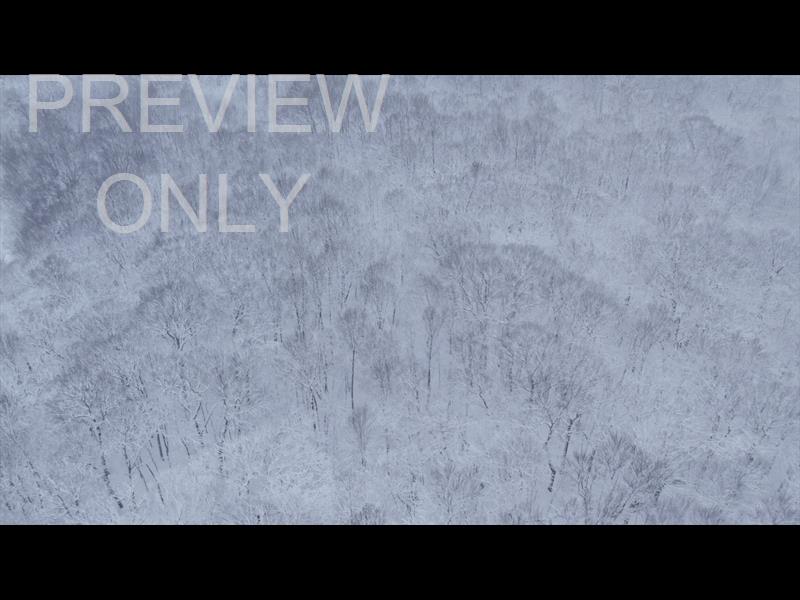 WINTER WOODS WIDE TREES STILL