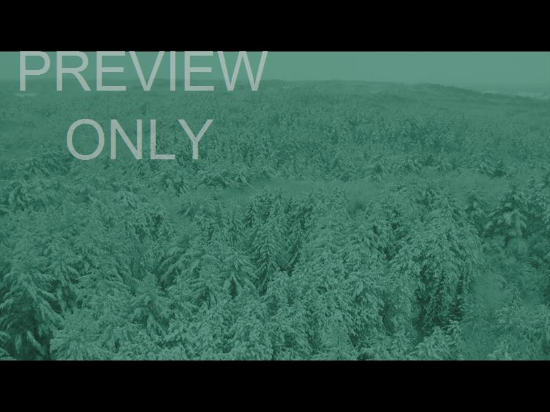 WINTER WOODS WINTERGREEN STILL