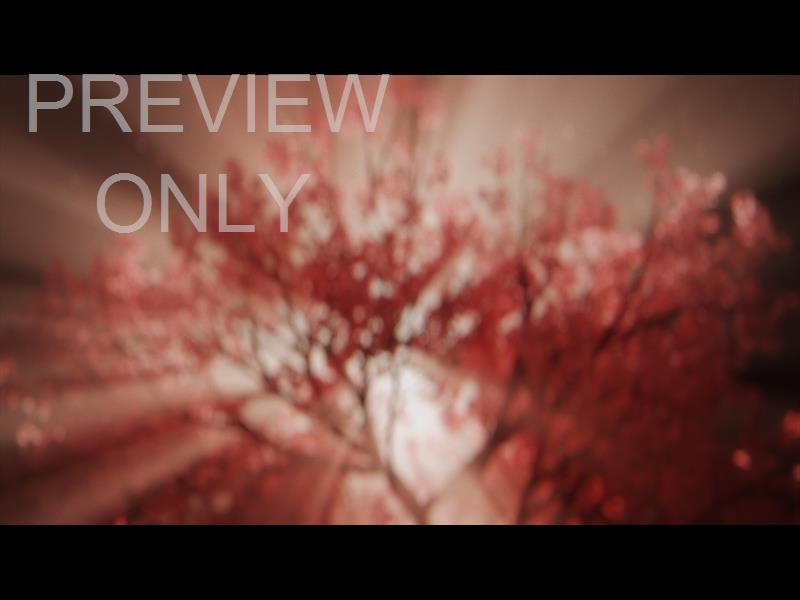 HOLY WEEK CHERRY BLOSSOMS BOKEH STILL