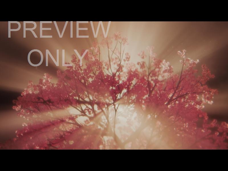 HOLY WEEK CHERRY BLOSSOMS STILL