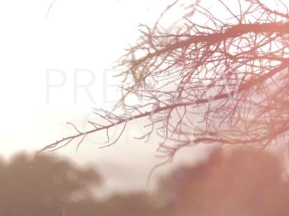 HIGH FASHION NATURE 1