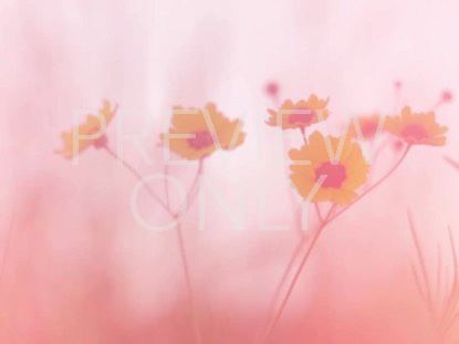 HIGH FASHION NATURE 6