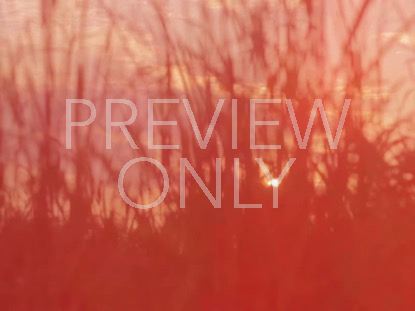 HIGH FASHION NATURE 7