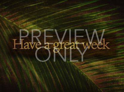 ANCIENT PALM CLOSING 2