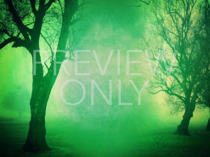 AUTUMN FOREST 12 STILL