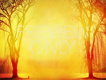 AUTUMN FOREST 2 STILL