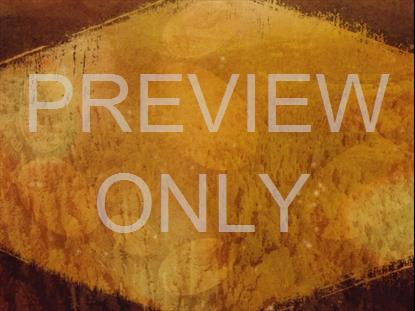 AUTUMN SPICE 4 STILL