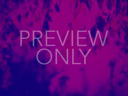 DUOTONE NATURE STILL 3