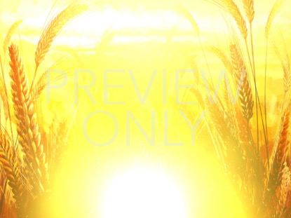 HARVEST SOWING 1 STILL