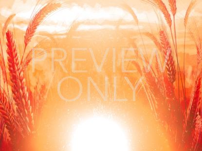 HARVEST SOWING 3 STILL