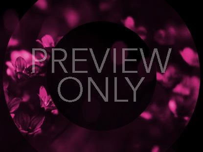 LIGHT OF GRACE 4 STILL