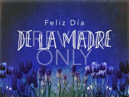 MOTHERS DAY TULIPS HOLIDAY STILL - SPANISH