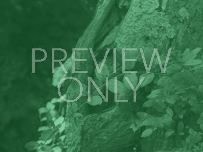 NATURAL SERENITY STILL 3