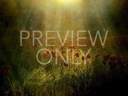 REVEALING NATURE 2 STILL