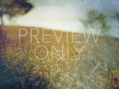 SPRING FORWARD 3 STILL