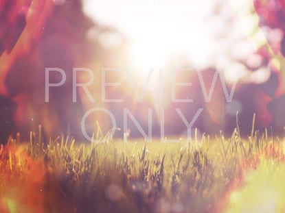 SUNLIT GRASS 1 STILL