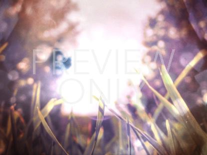 SUNLIT GRASS 2 STILL