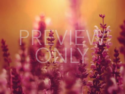 VIBRANT BLOOMS STILL 1