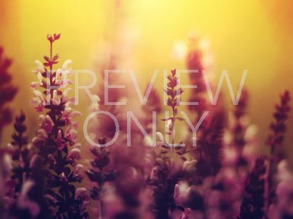 VIBRANT BLOOMS STILL 2