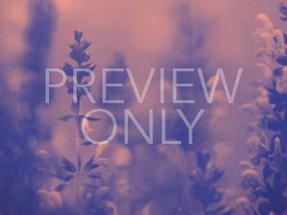 VIBRANT BLOOMS STILL 3