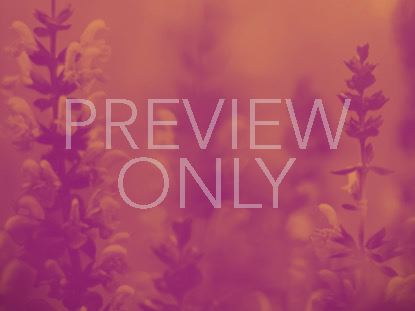 VIBRANT BLOOMS STILL 4