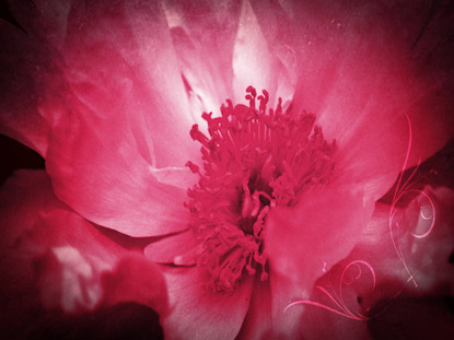 MOTHER'S DAY STILL 3