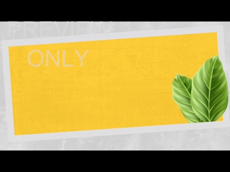 POLAROID PALM STILL 02