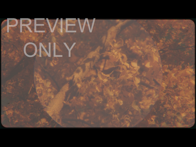 VINTAGE FALL STILL 02