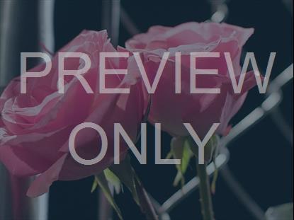 THE BOOK OF MARK FLOWERS BACKGROUND