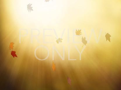 AUTUMN GOLDEN GLORY STILL 1