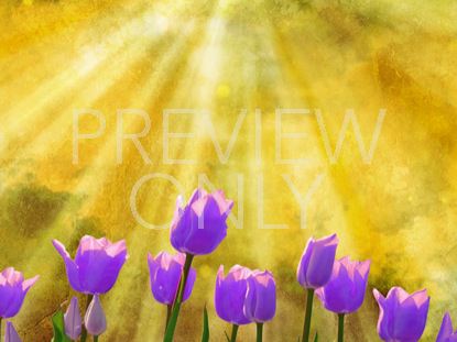 SPRING OR SUMMER BLANK STILL 2