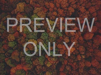 AUTUMN COLORS ABOVE STILL