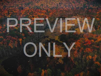 AUTUMN COLORS BURST STILL