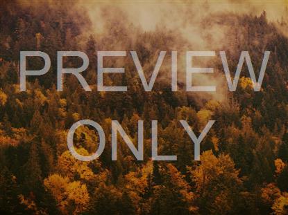 AUTUMN COLORS MISTY STILL