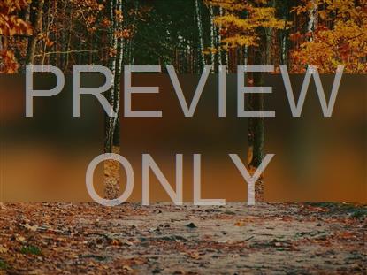 AUTUMN COLORS PATH ALT STILL