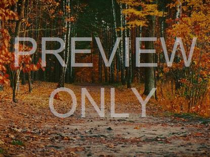 AUTUMN COLORS PATH STILL