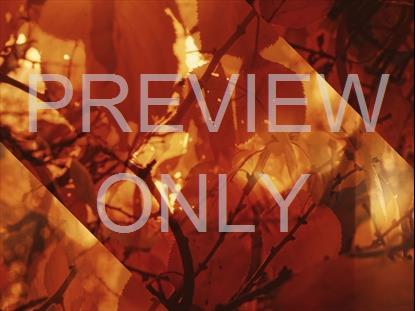 AUTUMN DREAM AWASH ALT STILL