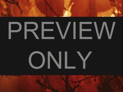 AUTUMN DREAM AWASH BOX STILL