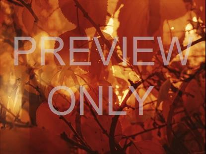 AUTUMN DREAM AWASH STILL