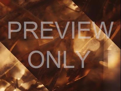 AUTUMN DREAM BRANCH ALT STILL