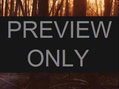 AUTUMN DREAM FOREST BOX STILL