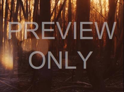 AUTUMN DREAM FOREST STILL