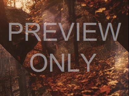 AUTUMN DREAM PATH ALT STILL