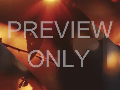 AUTUMN DREAM SHADE ALT STILL