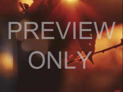 AUTUMN DREAM SHADE STILL