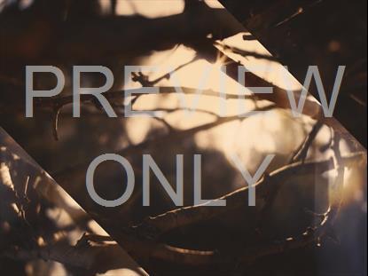 AUTUMN DREAM VISION ALT STILL