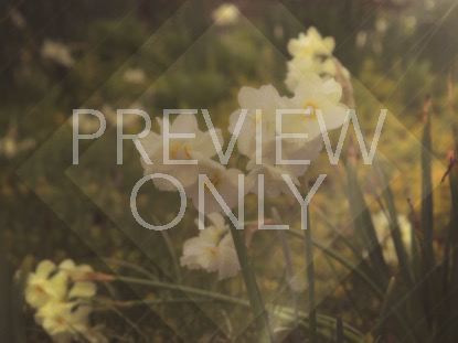 FRESH FLOWERS WHITE STILL