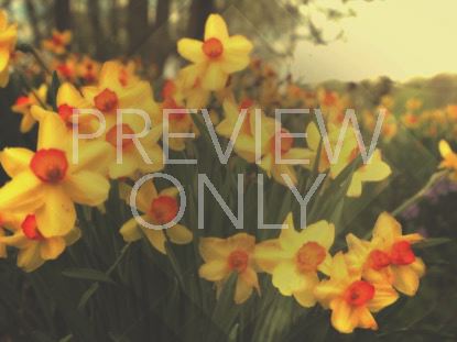 FRESH FLOWERS YELLOW STILL