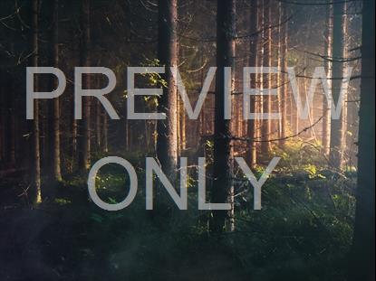 LAST LIGHT TREES STILL